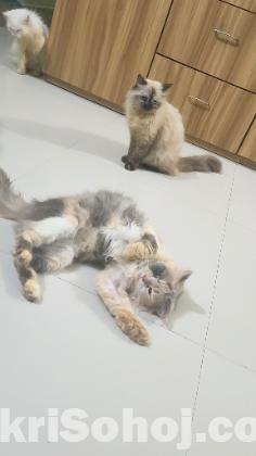 Cat বিড়াল। ৩টা পার্সিয়ান মেয়ে বিড়াল একসাথে বিক্রি হবে